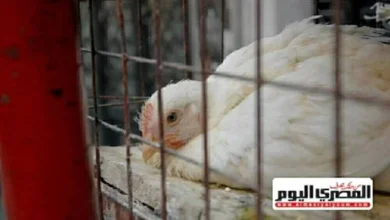ارتفاع أسعار الفراخ البيضاء اليوم الخميس 5 فبراير 2026 في الأسواق وبورصة الدواجن
