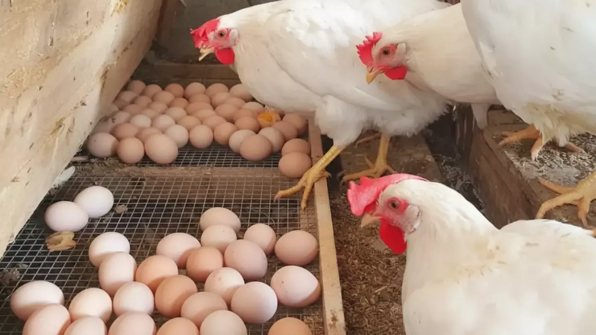 ارتفاع أسعار الفراخ البيضاء والساسو خلال رمضان حيث تصل إلى 105 و130 جنيه على التوالي