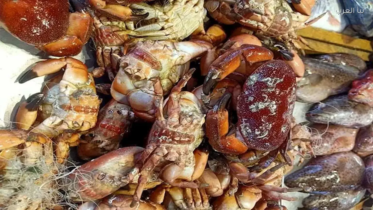 ارتفاع أسعار الكابوريا والأسماك في سوق العبور