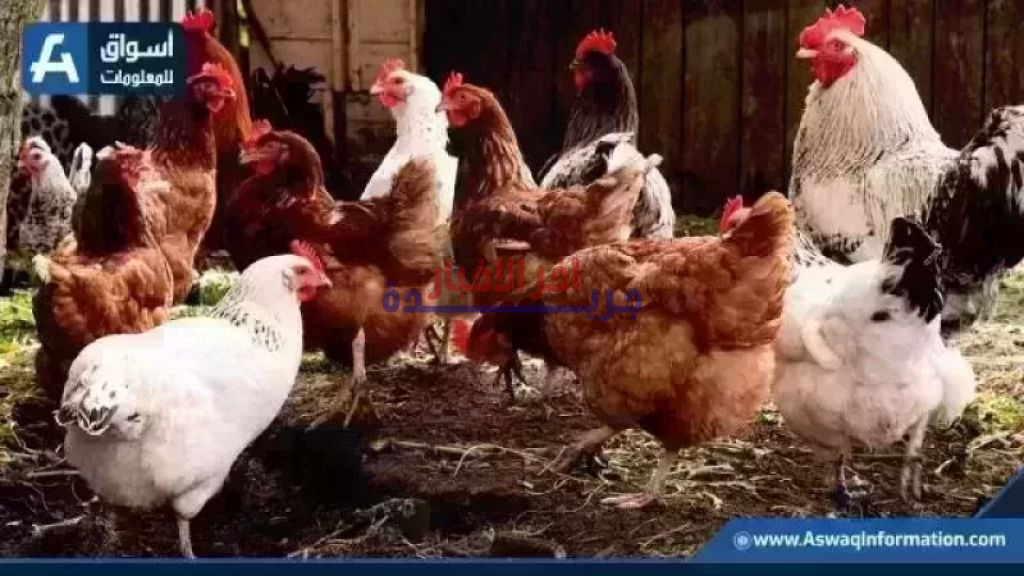 ارتفاع سعر الفراخ البيضاء وأسعار الدواجن اليوم الخميس في المزرعة