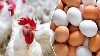 ارتفاع سعر كرتونة البيض اليوم الأحد 1 فبراير 2026 في بورصة الدواجن