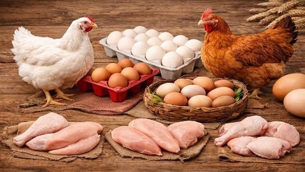 ارتفاع غير متوقع في أسعار الدواجن البيضاء اليوم قبل رمضان مع آخر مستجدات سوق الطيور