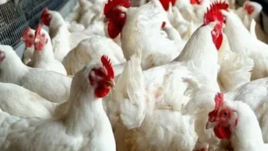 ارتفاع كبير في أسعار الدواجن اليوم تحركات السوق والأسباب الخلفية