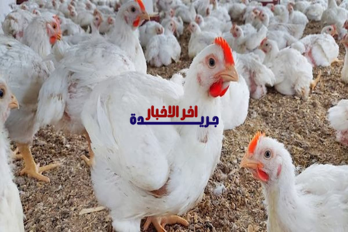 ارتفاع ملحوظ في بورصة الدواجن اليوم وأسعار الفراخ البيضاء والكتاكيت تسجل ارتفاعات جديدة السبت 7 فبراير 2026 للمستهلكين والتجار