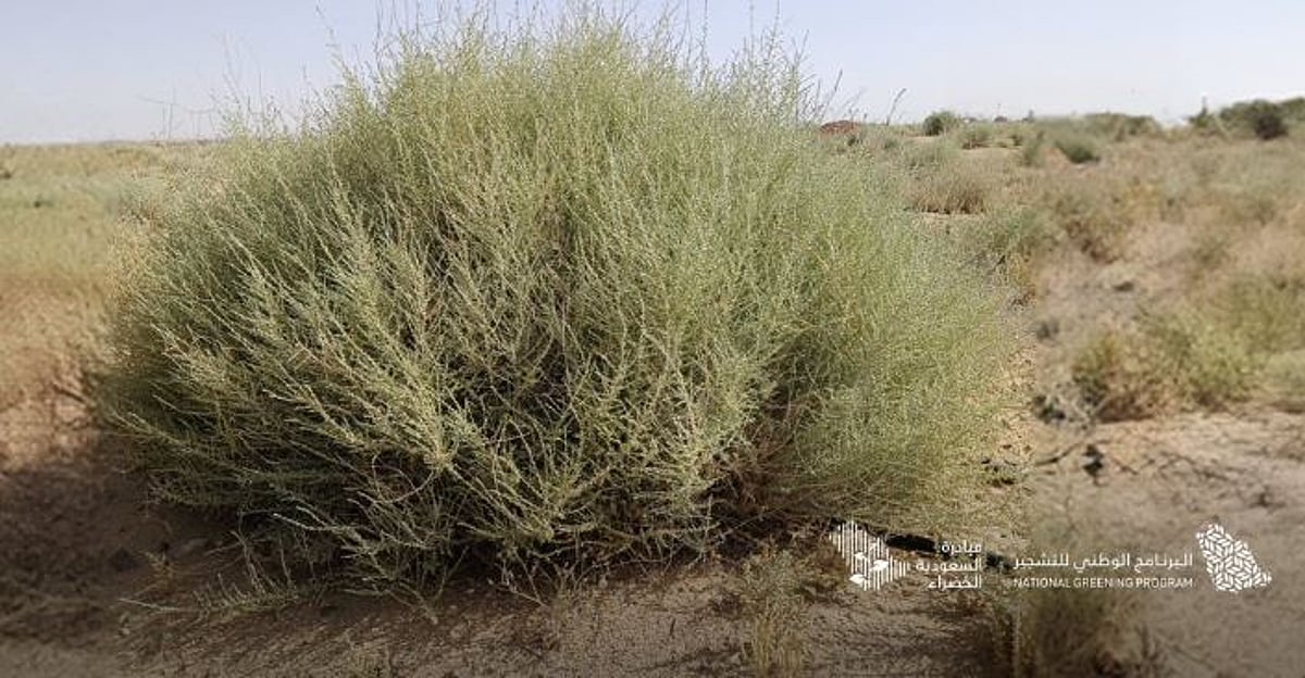 البرنامج الوطني للتشجير يكشف عن أبرز أنواع النباتات المحلية الملائمة لتعزيز البيئة في الجوف