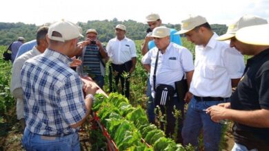 الزراعة تنجح في دعم 715 ألف مزارع بالريف عبر أنشطة بحوث الإرشاد الزراعي