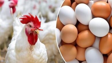 تحديث أسعار الدواجن اليوم الثلاثاء 3 فبراير 2026 في الأسواق