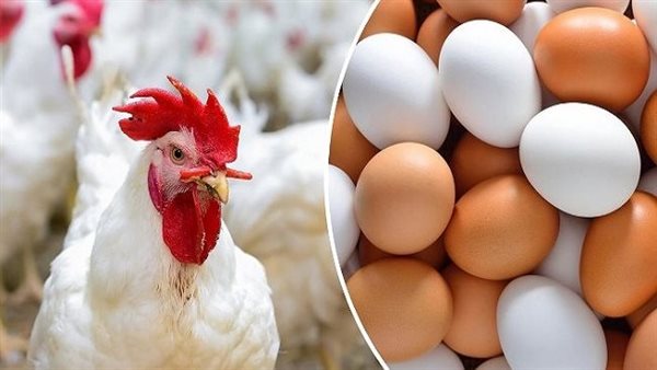 تحديث أسعار الدواجن اليوم الثلاثاء 3 فبراير 2026 في الأسواق