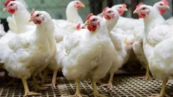 تحديث سعر كيلو الفراخ الساسو في أسواق المزارع والأسواق المحلية خلال تعاملات اليوم