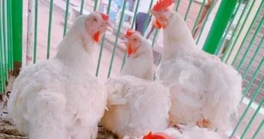 تذبذب في أسعار بورصة الدواجن بمحافظة القليوبية اليوم الأحد وسط تقلبات جديدة