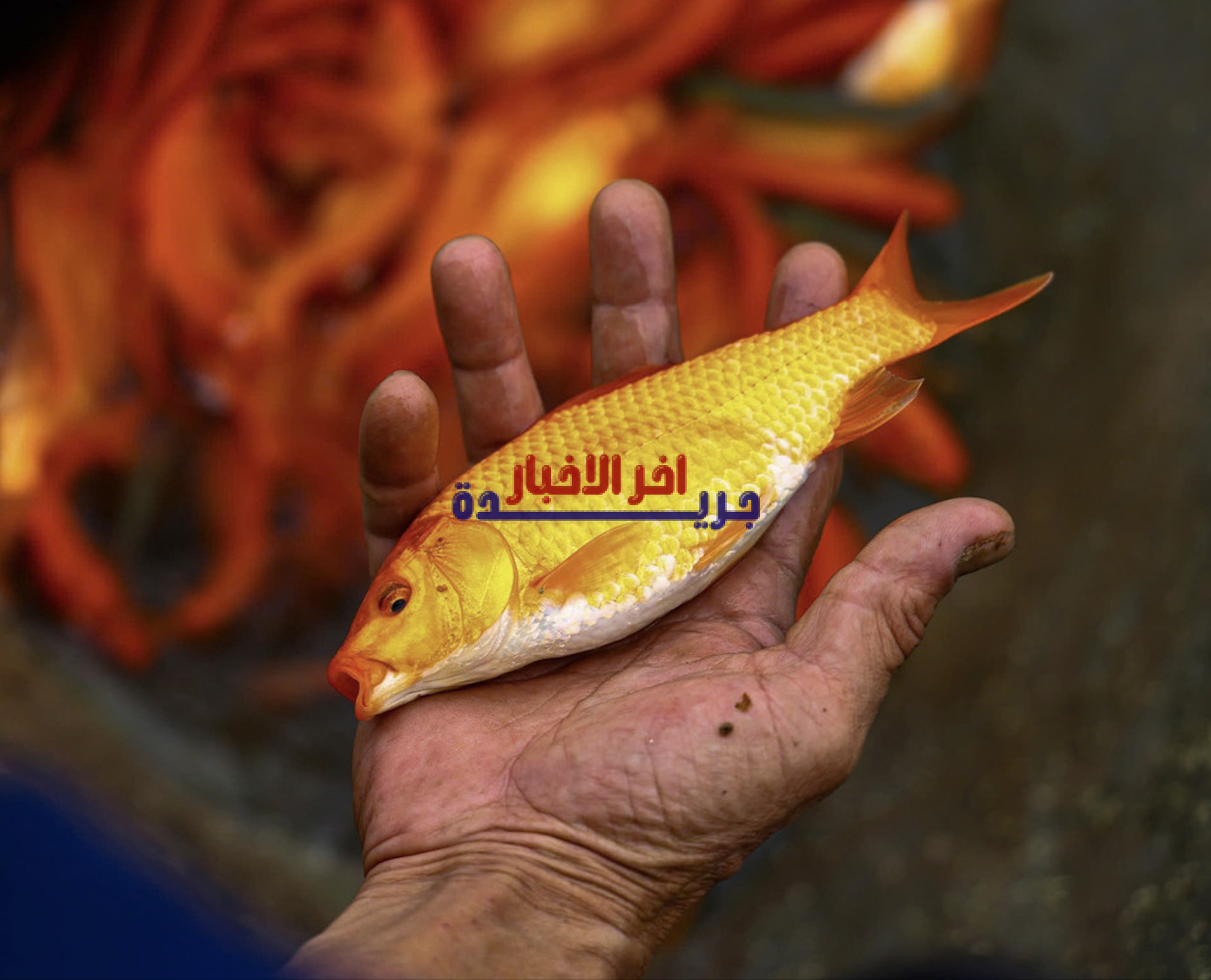 تزويد سمك الكارب الأحمر بالأكسجين قبل رحلته الطويلة خلال موسم الذروة