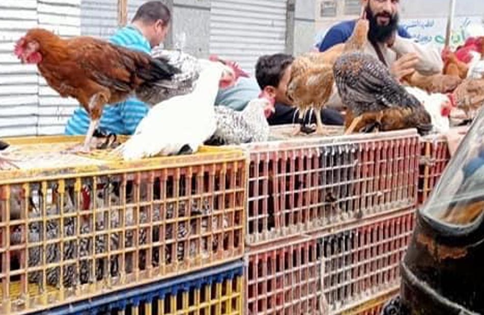 حقيق خزني قبل شهر رمضان سعر الفراخ البيضاء اليوم الإثنين 2 فبراير 2026 في بورصة الدواجن