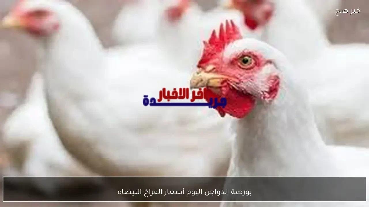زيادة أسعار الدواجن اليوم وأسعار الفراخ البيضاء للمستهلك الخميس 5 فبراير 2026 وفقاً لأحدث التحديثات