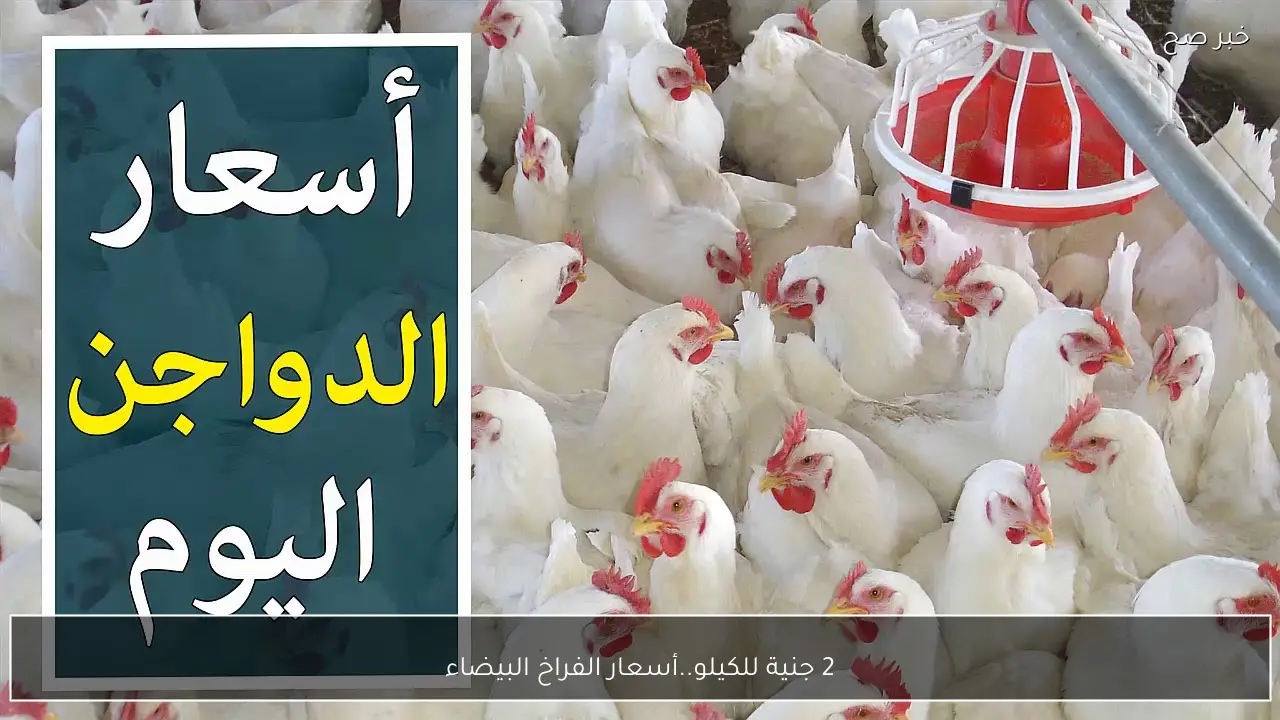 زيادة سعر الفراخ البيضاء بمقدار 2 جنيه للكيلو في بورصة الدواجن بمصر اليوم