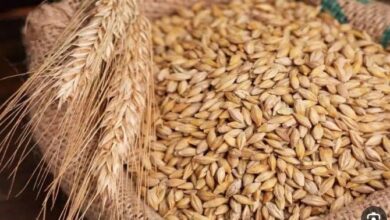 سعر الأرز الشعير اليوم الأربعاء ٤ فبراير ٢٠٢٦ مع تباين سعر الحبة العريضة والرفيعة