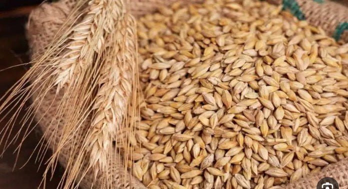 سعر الأرز الشعير اليوم الأربعاء ٤ فبراير ٢٠٢٦ مع تباين سعر الحبة العريضة والرفيعة