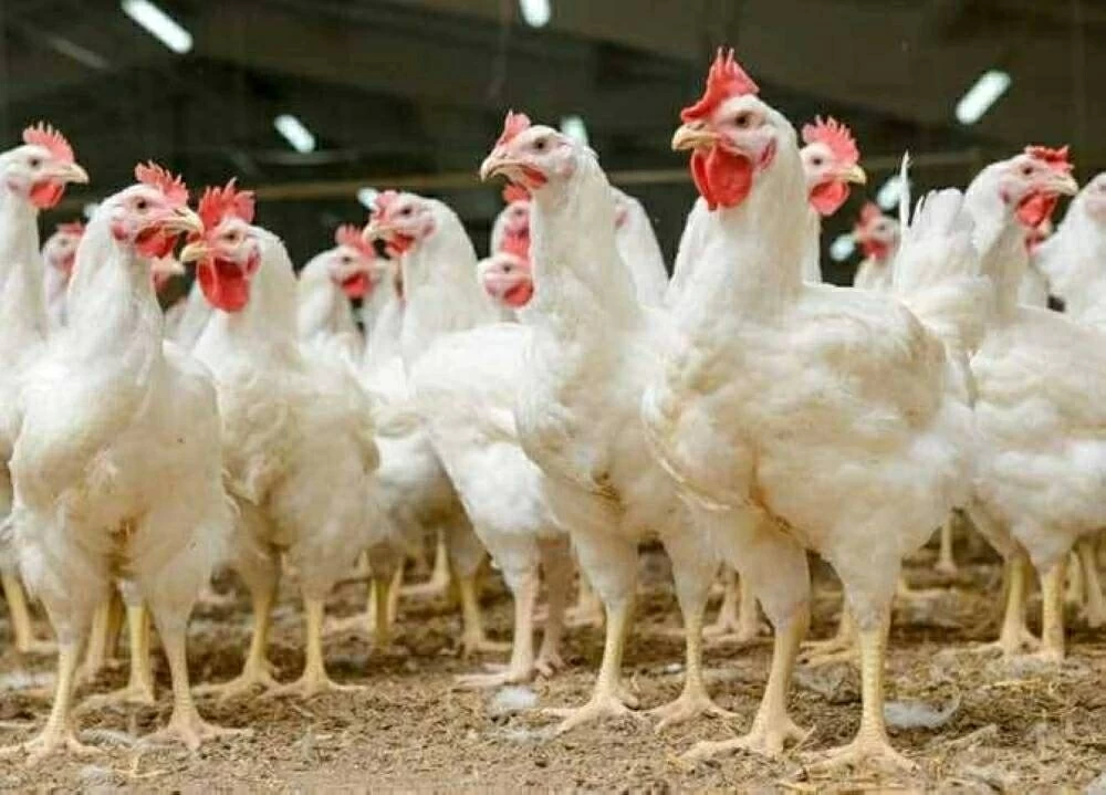 سعر الدواجن البيضاء اليوم الأحد 1 فبراير 2026 في بورصة الدواجن والأسواق بعد ارتفاع الكيلو