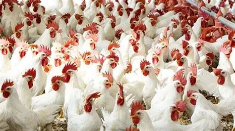 سعر الدواجن في مصر اليوم مفاجأة في سعر الكيلو للمستهلك وتحديث بورصة الفراخ 2 فبراير 2026