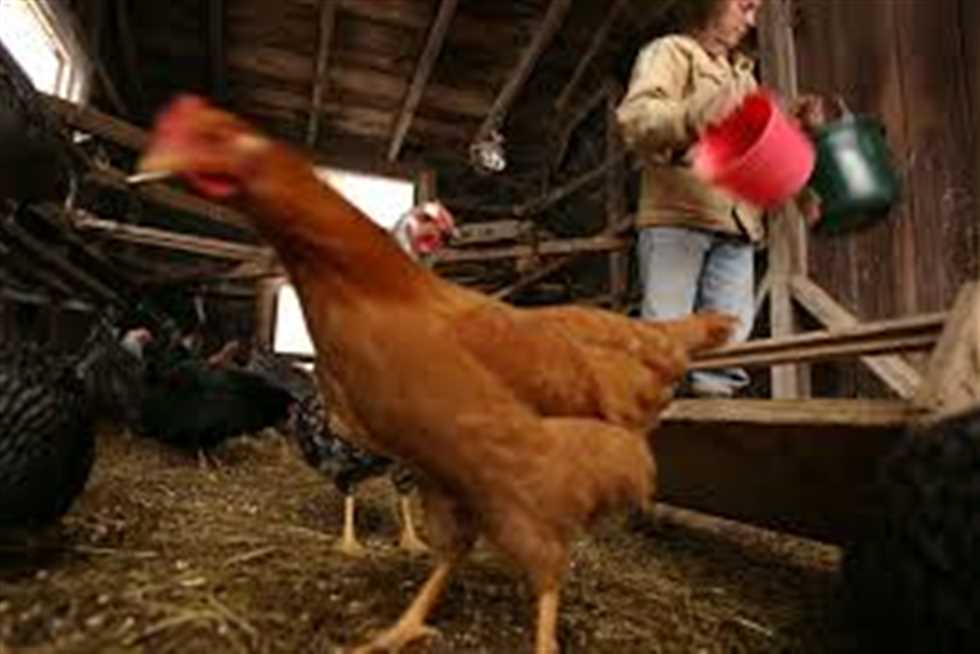 سعر الفراخ البلدي اليوم الأربعاء في المزارع والأسواق