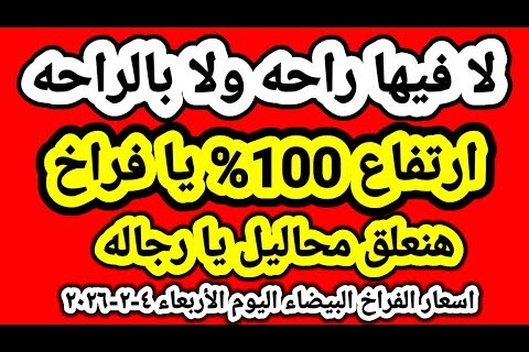 سعر الفراخ البيضاء اليوم الإثنين 2 فبراير 2026 في بورصة الدواجن قبل شهر رمضان