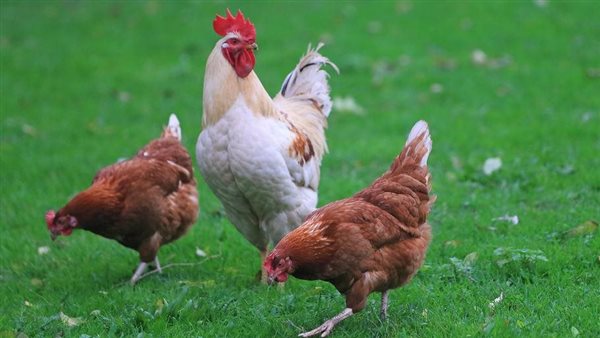 سعر الفراخ في محافظات مصر اليوم الاثنين 2 فبراير 2026 وفقًا لتحديثات بورصة الدواجن