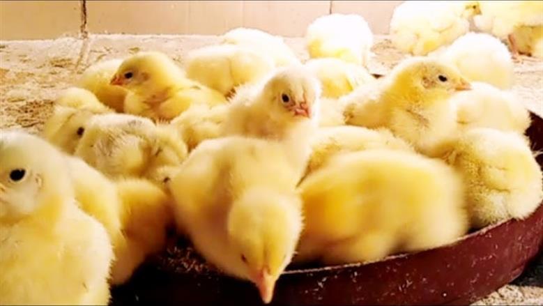 سعر الكتكوت الأبيض في بورصة الدواجن والشركات اليوم آخر تحديث