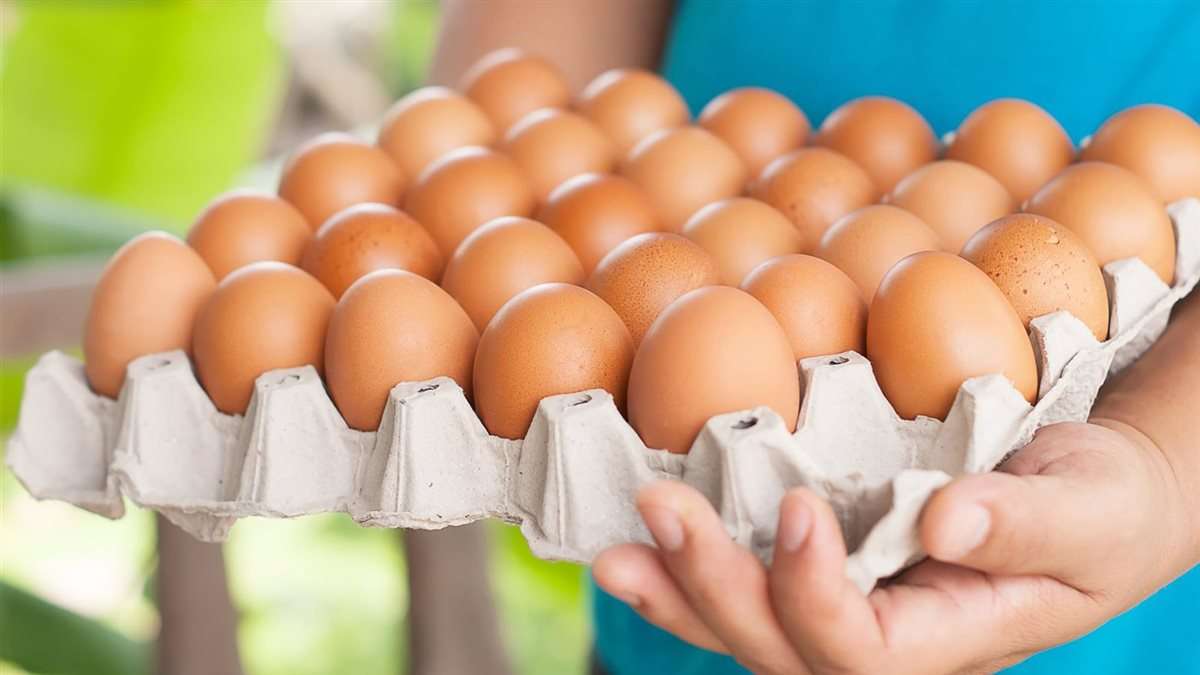 سعر الكرتونة والمستجدات في ارتفاع سعر البيض اليوم الأحد 1 فبراير 2026 في الأسواق