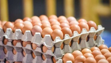 سعر كرتونة البيض اليوم الإثنين 2 فبراير 2026 في السوق المحلية