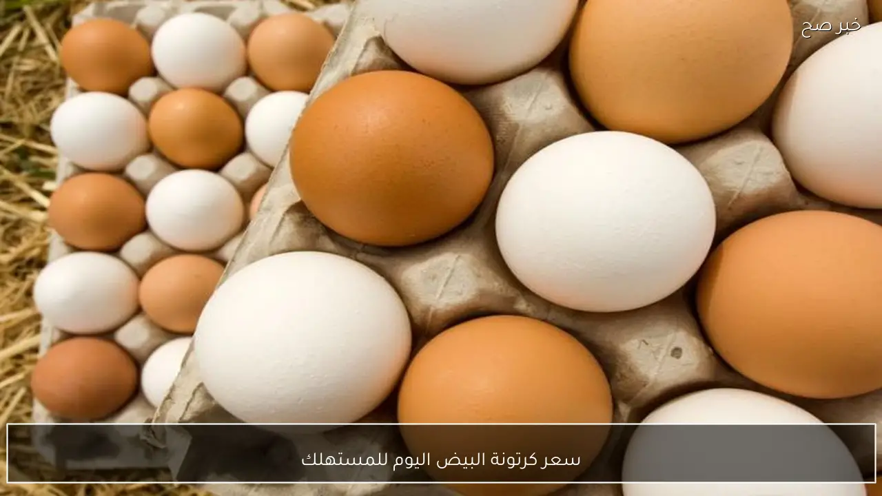 سعر كرتونة البيض للمستهلك في الأسواق المصرية وسوق الدواجن الرئيسي اليوم