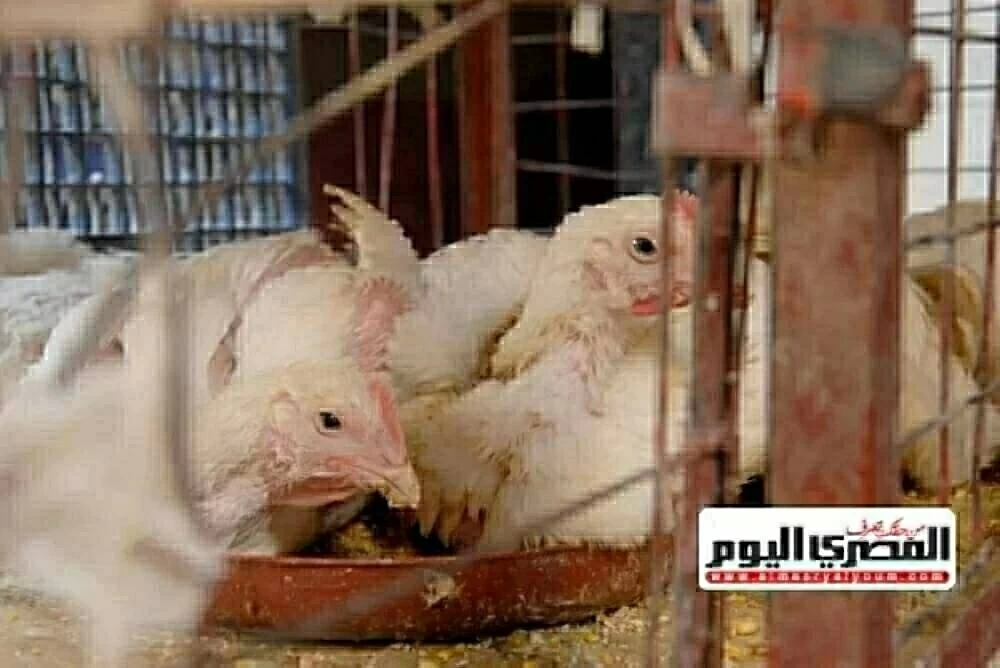 سعر كيلو الفراخ البيضاء اليوم الإثنين 2 فبراير 2026 في بورصة الدواجن والأسواق
