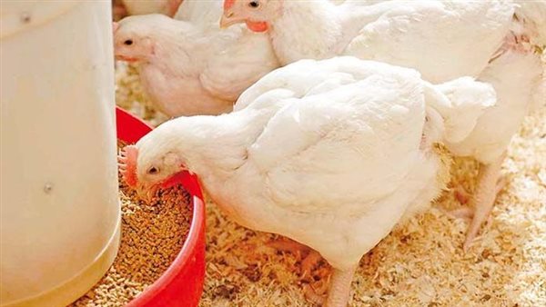 سعر كيلو الفراخ البيضاء اليوم الثلاثاء 3 فبراير 2026 في بورصة الدواجن