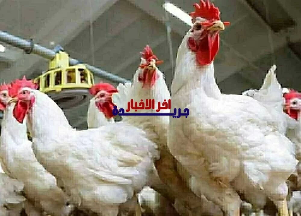 سعر كيلو الفراخ البيضاء بعد الارتفاع الأخير وأسعار الدواجن اليوم الجمعة في الأسواق