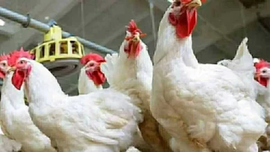سعر كيلو الفراخ البيضاء يرتفع بشكل كبير اليوم الأربعاء في الأسواق تعرف على أسعار الدواجن الجديدة