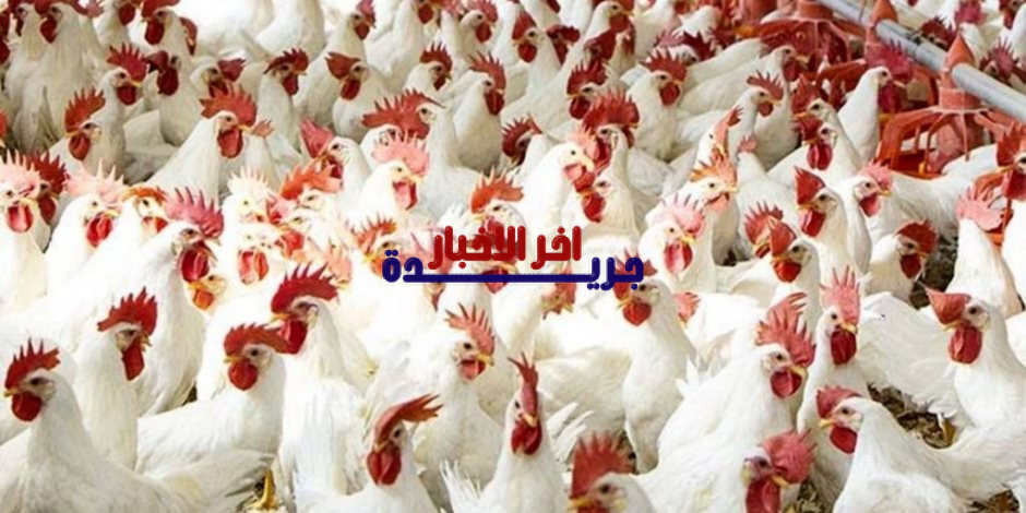 شعبة الدواجن تؤكد تحقيق الاكتفاء الذاتي وتوفر فائضا بنسبة 25 في المئة مما يساهم في انخفاض الأسعار