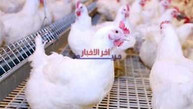 شعبة الدواجن تقترح إطلاق بورصة جديدة لضمان استقرار أسعارها لمدة عام