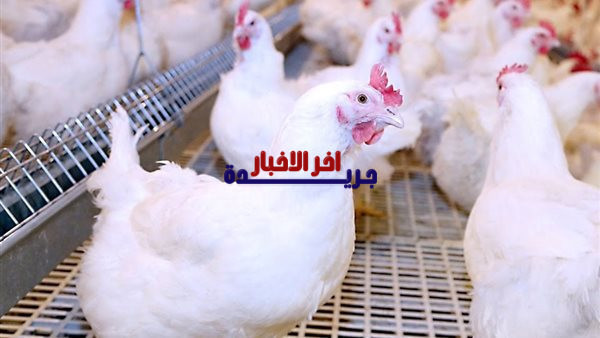 شعبة الدواجن تقترح إطلاق بورصة جديدة لضمان استقرار أسعارها لمدة عام