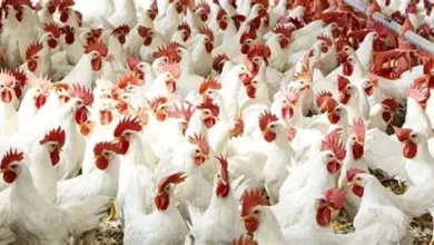 قبل التوجه للسوق تعرف على أسعار الدواجن اليوم مع ارتفاع غير مسبوق في سعر الكتكوت