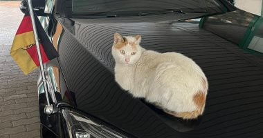 قطة على سيارة السفير تبرز التعاون المصري الألماني في صناعة السيارات