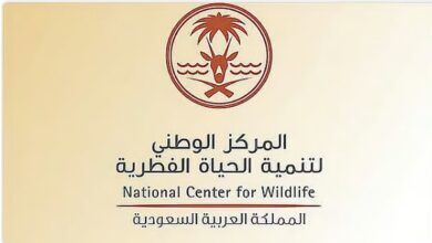 مركز الحياة الفطرية يعلن رسميًا انتهاء موسم الصيد لعام 2025 2026 بعد استكمال جميع الاجراءات والمعايير  

هل تود أن أكتب لك أيضًا نسخة موجزة أو إنشاء عنوان بديل؟