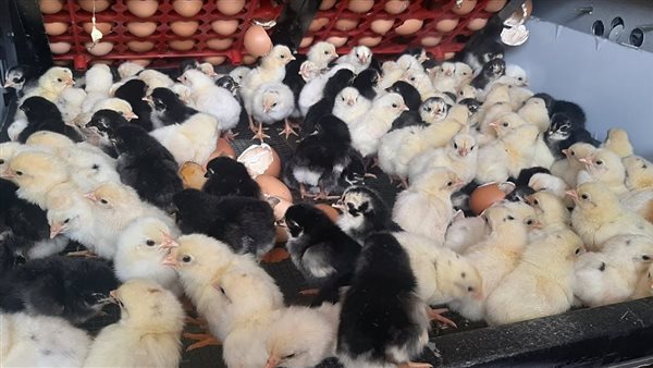 مسكوفي يسجل ارتفاعًا بـ12 جنيهًا وأسعار الكتاكيت والبط اليوم الإثنين في بورصة الدواجن