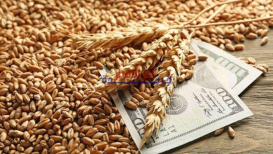 مصر وروسيا تعتزمان إنشاء بورصة حبوب جديدة لفصل تجارة الزراعات عن الدولار