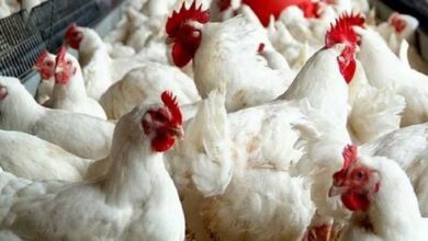موجة صعود جديدة تؤدي إلى ارتفاع أسعار الدواجن البيضاء والبلدي في الأسواق