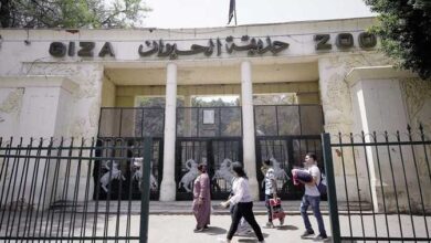 موعد افتتاح حديقة الحيوان بالجيزة بعد التجديد الشامل في 2026