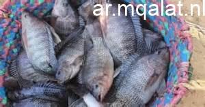 وزارة الزراعة تعرض السمك البلطي بسعر 60 جنيها في معرض المتحف الزراعي بالدقي