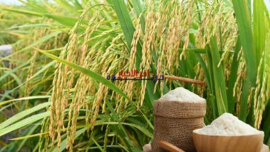 أسعار الأرز العطري واللزج تواصل الارتفاع.. هل سترتفع أكثر؟