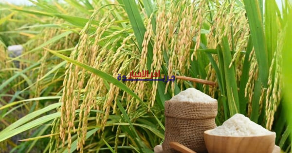 أسعار الأرز العطري واللزج تواصل الارتفاع.. هل سترتفع أكثر؟