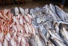 أسعار الأسماك في مطروح اليوم الأحد 22-3-2026.. التونة تصل إلى 200 جنيه والسمك يفجر مفاجأة للباعة والمستهلكين