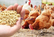 أسعار الأعلاف تستقر في أسواق أسوان يوم الأحد 8 فبراير 2026… ماذا يعني ذلك للمربين والمزارعين؟