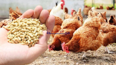 أسعار الأعلاف تستقر في أسواق أسوان يوم الأحد 8 فبراير 2026… ماذا يعني ذلك للمربين والمزارعين؟