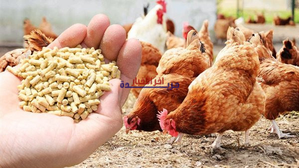 أسعار الأعلاف تستقر في أسواق أسوان يوم الأحد 8 فبراير 2026… ماذا يعني ذلك للمربين والمزارعين؟